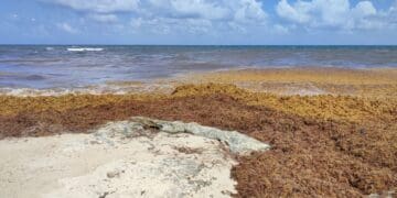 Pronostican que arribo de sargazo a costas de Playa del Carmen en 2024 sería similar al del 2023