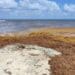 Pronostican que arribo de sargazo a costas de Playa del Carmen en 2024 sería similar al del 2023
