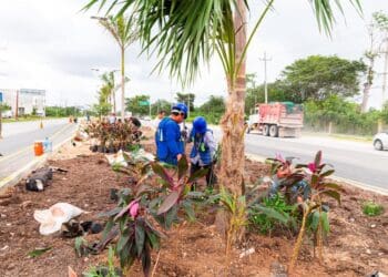 Restauran vegetación en camellones de la carretera federal