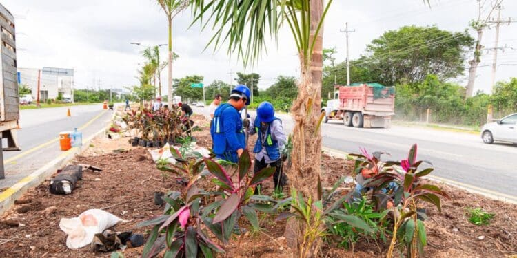 Restauran vegetación en camellones de la carretera federal