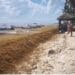 Recale de sargazo comenzará a mediados de febrero en Playa del Carmen; autoridades están listas
