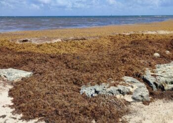 Vienen alemanes a Playa del Carmen a convertir sargazo en biocombustible y carbón