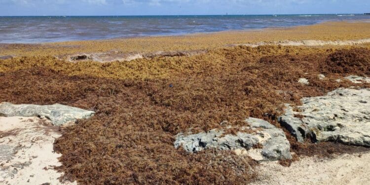 Vienen alemanes a Playa del Carmen a convertir sargazo en biocombustible y carbón