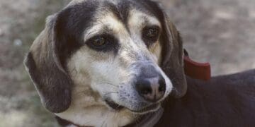 Alertan de perritos drogados en Playa del Carmen