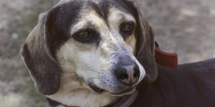 Alertan de perritos drogados en Playa del Carmen