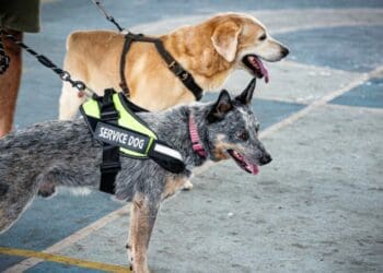 Anuncian semana nacional antirrábica en Solidaridad