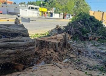 Sancionarán a persona que taló árboles emblemáticos y de gran tamaño en Playa del Carmen