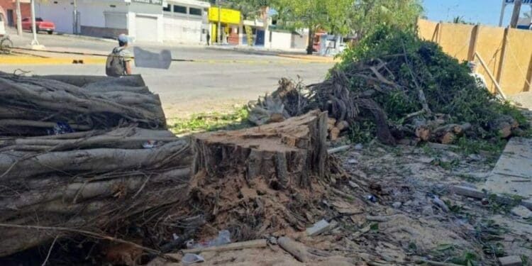 Sancionarán a persona que taló árboles emblemáticos y de gran tamaño en Playa del Carmen