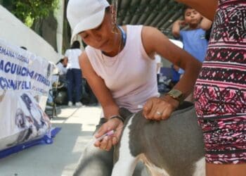 Aun hay tiempo para vacunar a mascotas de Playa del Carmen