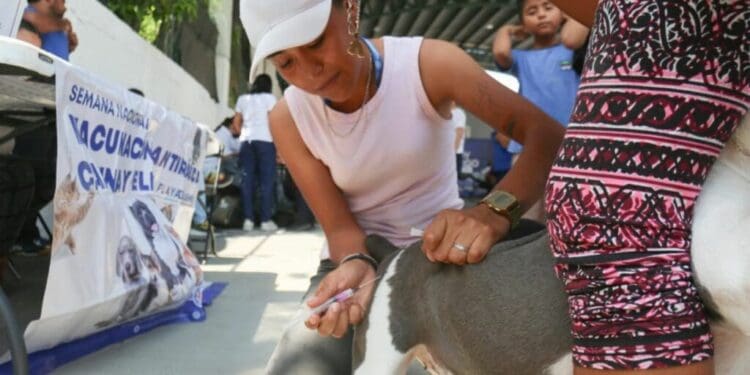 Aun hay tiempo para vacunar a mascotas de Playa del Carmen