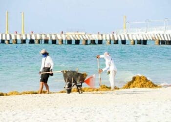 Conoce el semáforo de sargazo para este fin de semana