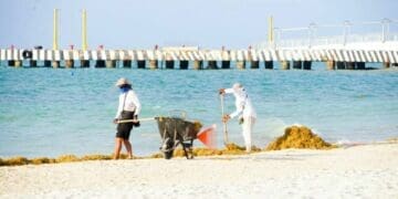 Conoce el semáforo de sargazo para este fin de semana