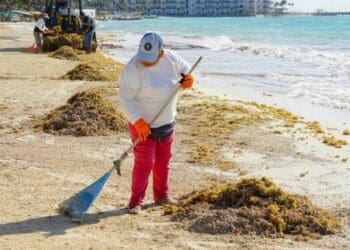 Conoce las condiciones de las playas con el semáforo de sargazo de Solidaridad