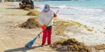 Conoce las condiciones de las playas con el semáforo de sargazo de Solidaridad
