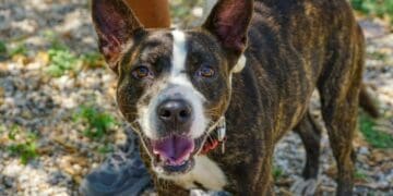 Invitan a adoptar a perros rescatados en pro de la salud pública