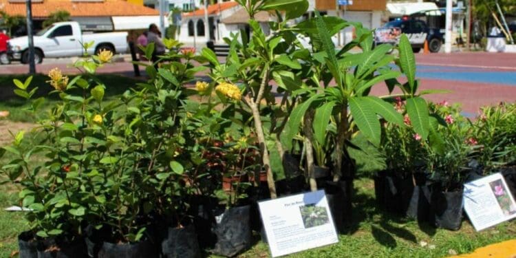 Participa en Kilo Verde y Croquetón 2024