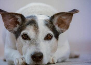 Kilo verde y croquetón se realizará el 21 de junio en Playa del Carmen