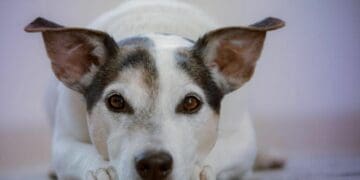 Kilo verde y croquetón se realizará el 21 de junio en Playa del Carmen