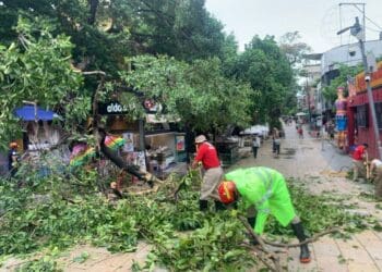 Se exhorta a la ciudadanía reportar árboles en riesgo