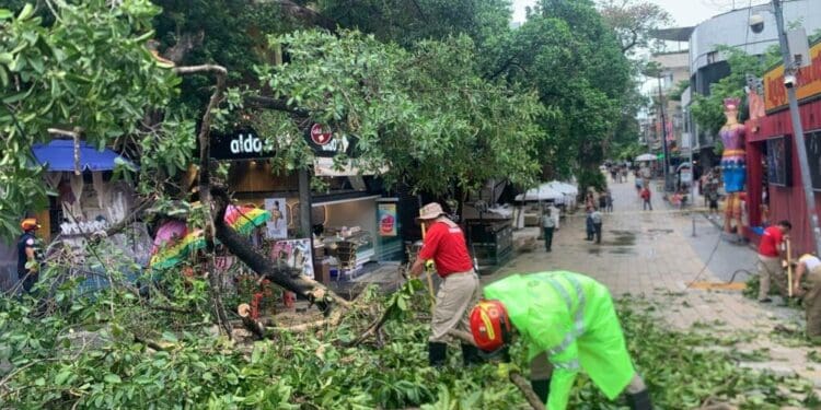 Se exhorta a la ciudadanía reportar árboles en riesgo