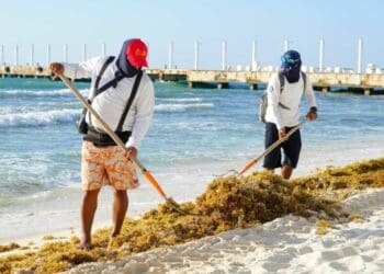 Solidaridad mantiene playas atractivas en plena temporada de sargazo