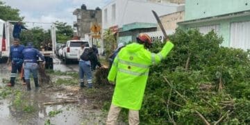 Vialidades abiertas tras activar retiro de 15 árboles derribados