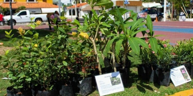 Kilo Verde y Croquetón llegará al centro y Villas del Sol