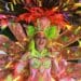 La magia del Carnaval llega a Playa del Carmen