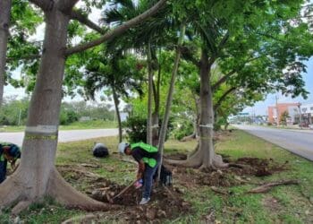 Crece la digitalización de trámites ambientales en Playa del Carmen