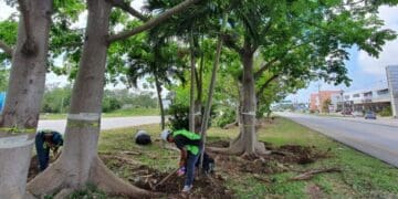 Crece la digitalización de trámites ambientales en Playa del Carmen