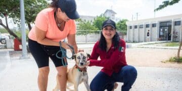 Con Estefanía Mercado al frente, Playa del Carmen está a un paso de hacer historia con su primera clínica gratuita para animales
