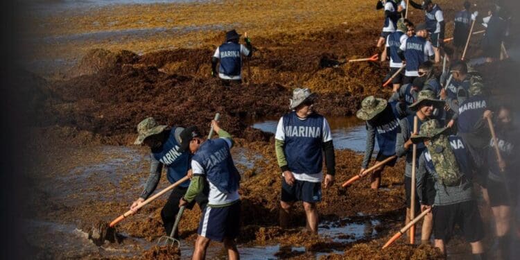 Estefanía Mercado lidera operativo con la SEMAR y ZOFEMAT para enfrentar el sargazo en Playa del Carmen