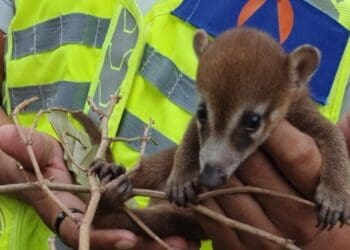 Gobierno de Estefanía Mercado protege la fauna silvestre con atención especializada en Playa del Carmen