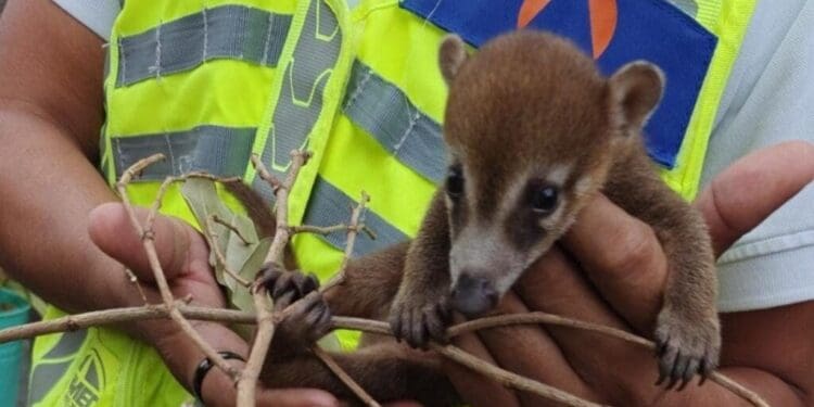 Gobierno de Estefanía Mercado protege la fauna silvestre con atención especializada en Playa del Carmen