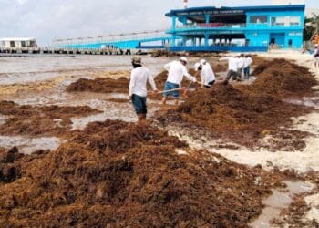 Gobierno de Estefanía Mercado refuerza estrategia contra el sargazo con acciones coordinadas y trabajo permanente en Playa del Carmen
