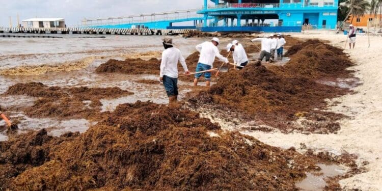 Gobierno de Estefanía Mercado refuerza estrategia contra el sargazo con acciones coordinadas y trabajo permanente en Playa del Carmen