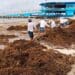 Gobierno de Estefanía Mercado refuerza estrategia contra el sargazo con acciones coordinadas y trabajo permanente en Playa del Carmen