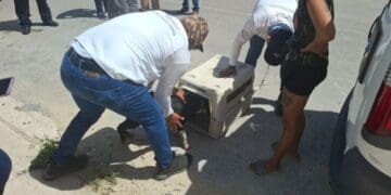 En Playa del Carmen, tolerancia cero al maltrato animal: Estefanía Mercado