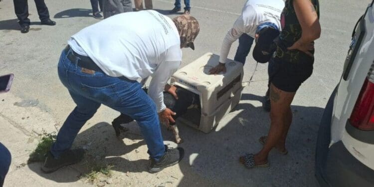 En Playa del Carmen, tolerancia cero al maltrato animal: Estefanía Mercado