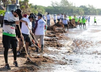 Gobierno de Estefanía Mercado retira más de 19 mil toneladas de sargazo esta temporada en Playa del Carmen