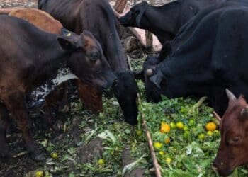 Gobierno de Estefanía Mercado fortalece el potencial del sector productivo de Playa del Carmen